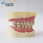 PVC Study Models In Dentistry Without Articulator VIC-A5-01 Copy Soft Gum 28pcs Big Frasaco Type