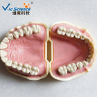 PVC Study Models In Dentistry Without Articulator VIC-A5-01 Copy Soft Gum 28pcs Big Frasaco Type