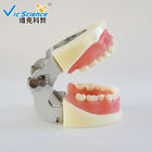 VIC-E15 Teeth Study Model Artificial Physician Certified Tooth Extraction Model