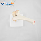 Professional Medical Teaching Anatomical Skeleton Model Plastic Elbow Joint Models